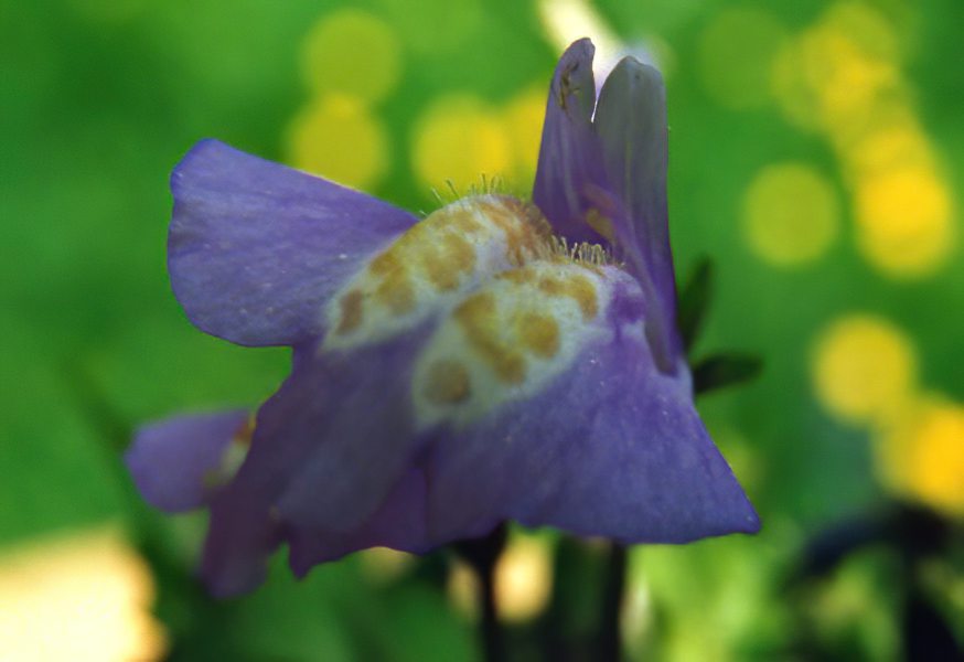 Mazus reptans en fleurs sur les berges de torrents dans les contreforts himalayens